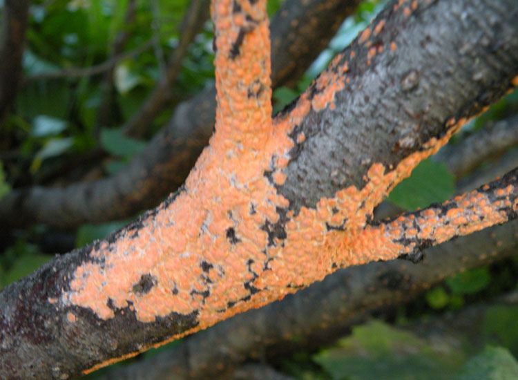 Peniophora aurantiaca?